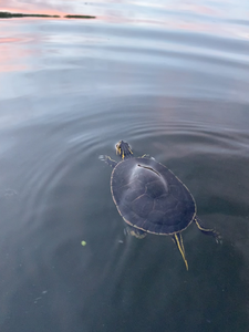 Turtle in water