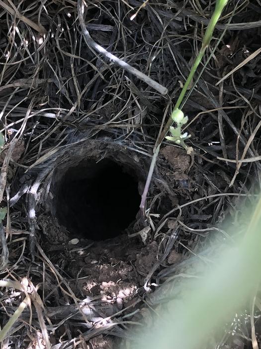 Burrow of Persian Gold Tarantulas