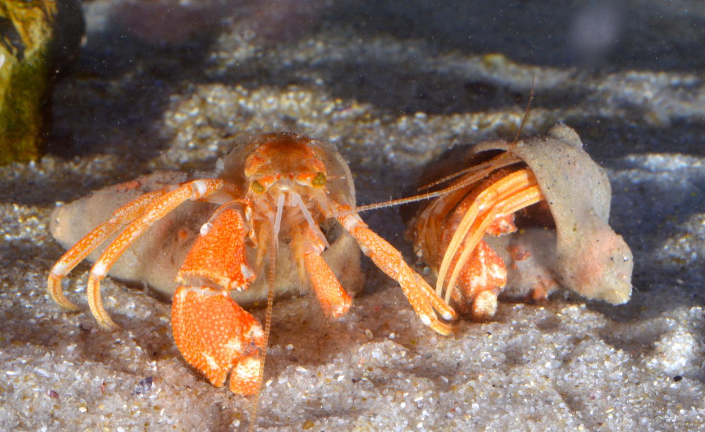 The Green-eyed Hermit Crab