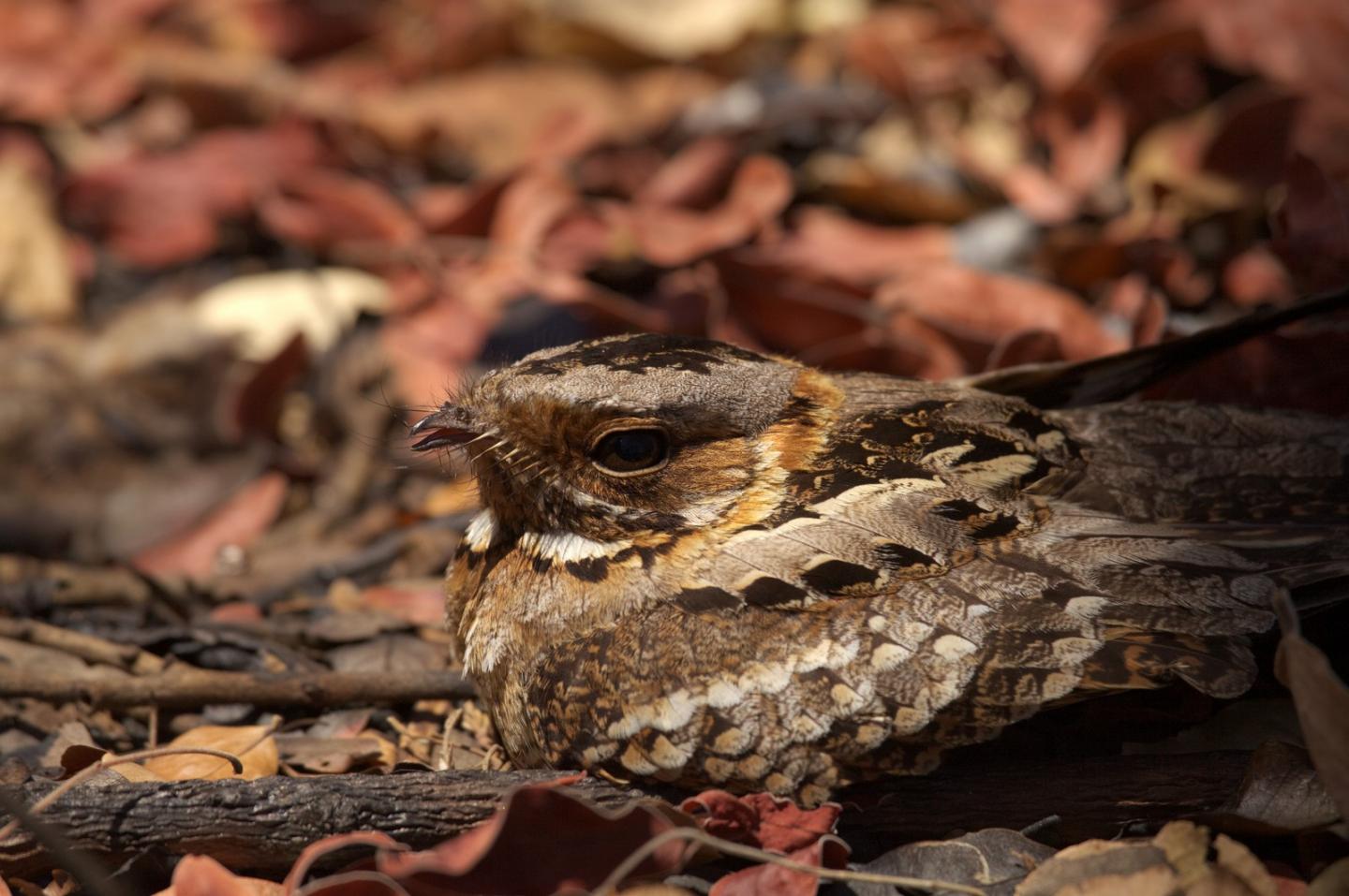 Fiery-Necked Nightjar