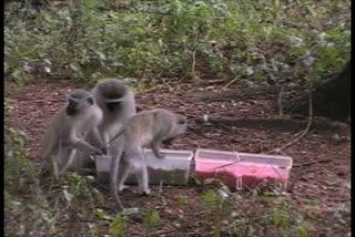 Eating Like Locals: Social Learning & Culture in Monkeys (11 of 12)