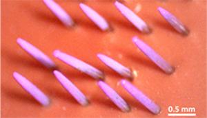 Microneedle Array