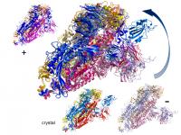 Snapshots of spike protein structure 6vyb opening and closing.