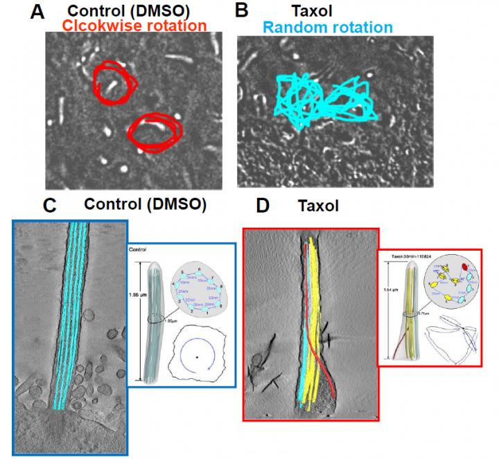 Motion and Microtubule Arrangement 