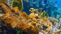 Algal Crusts Spreading in the US Virgin Islands