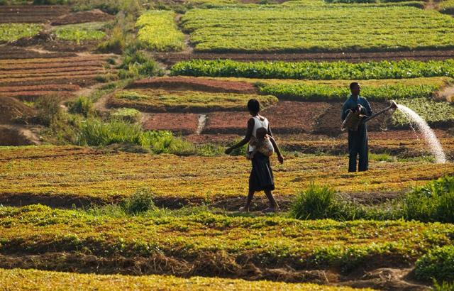 Lubumbashi Agricultural Fields