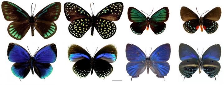 Eumaeus and other related butterflies