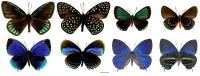 Eumaeus and other related butterflies