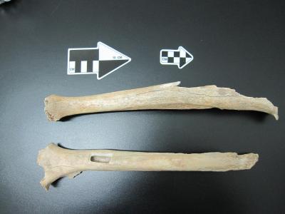 Bone Tianyuan Cave