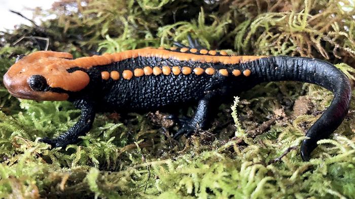 Newly described crocodile newt from Vietnam