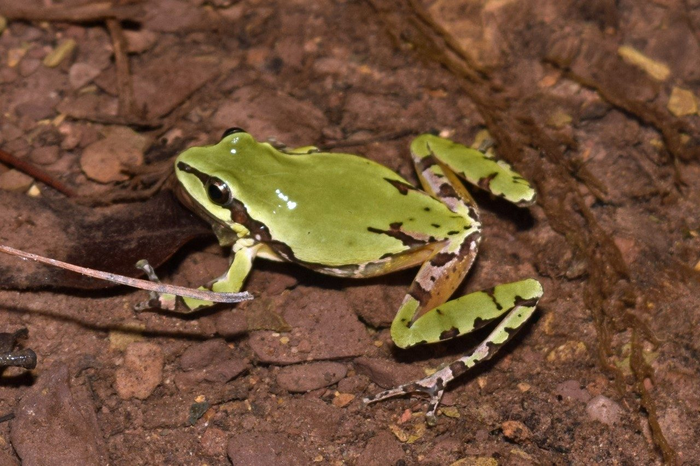 No frogs or toads left behind on Virginia Tec