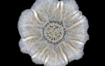 A View Looking from the Top Down on a <i>Bacillus subtillis</i> Colony