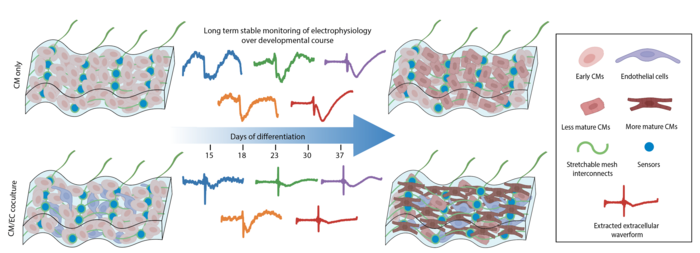 Electrophysiology of cardiomyocyte growth with and without endothelial cells