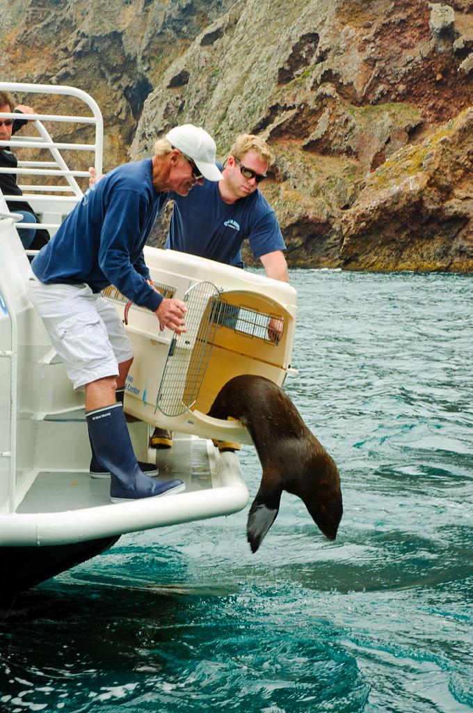 Releasing a Guadalupe Fur Seal