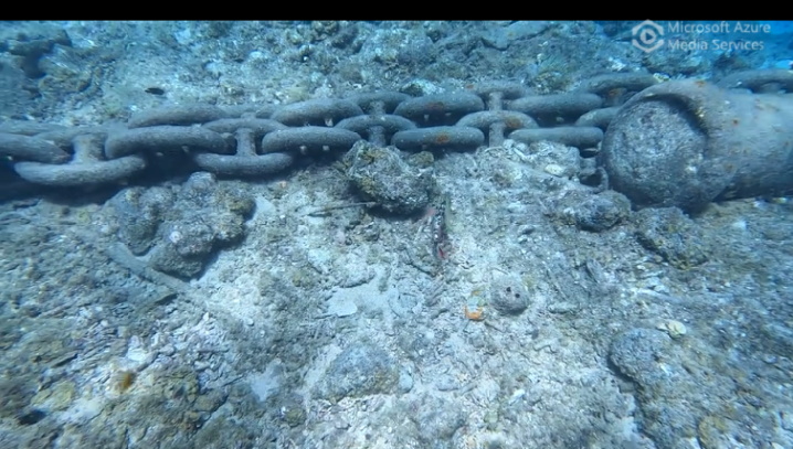 Motion camouflage on a coral reef