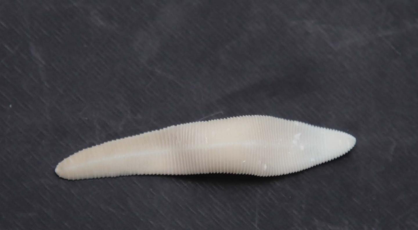 Tapeworm [IMAGE] EurekAlert! Science News Releases