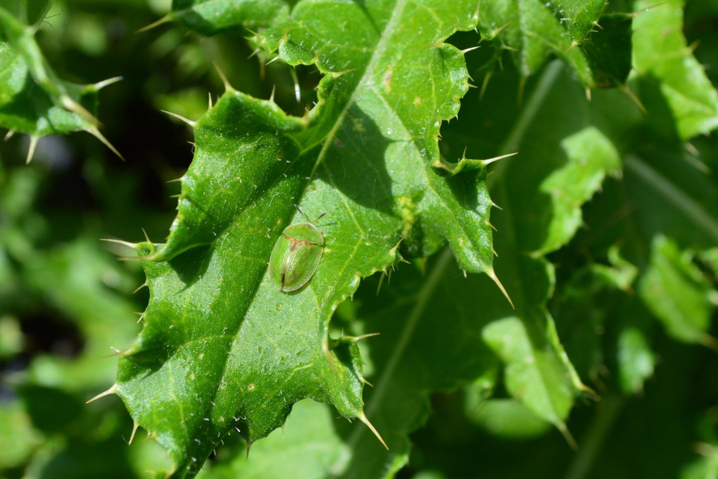 Thistle Tortoise Beetle