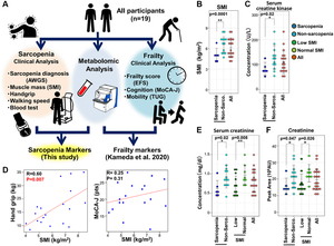 The metabolomic study of sarcopenia. (A) Overview of the study protocol