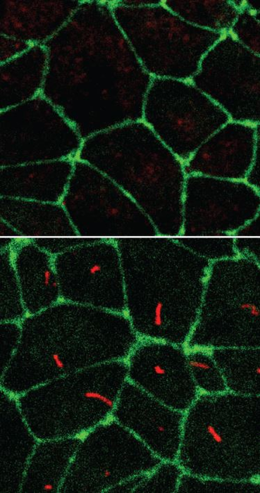 Stem cells with and without cilia