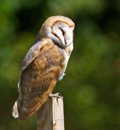 Barn Owl