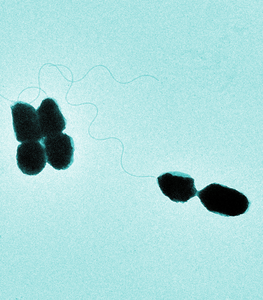 Vibrio natriegens