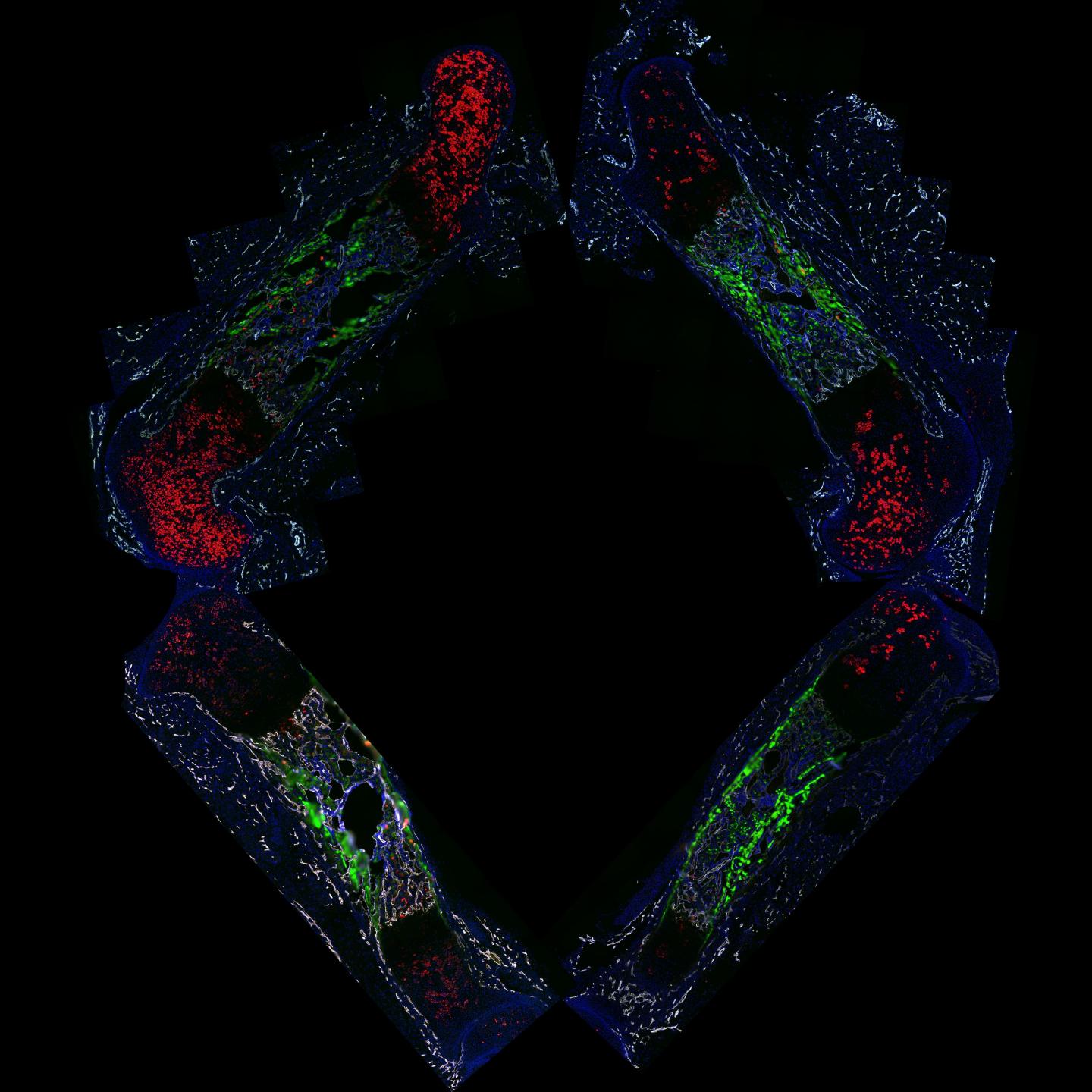 The Placenta Slows Embryo's Growth so an Injured Limb Can Play Catch-up