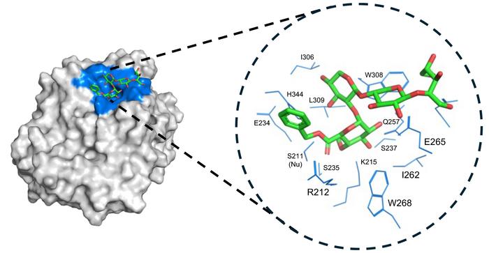 20240918-Koh-Esterase-Binding