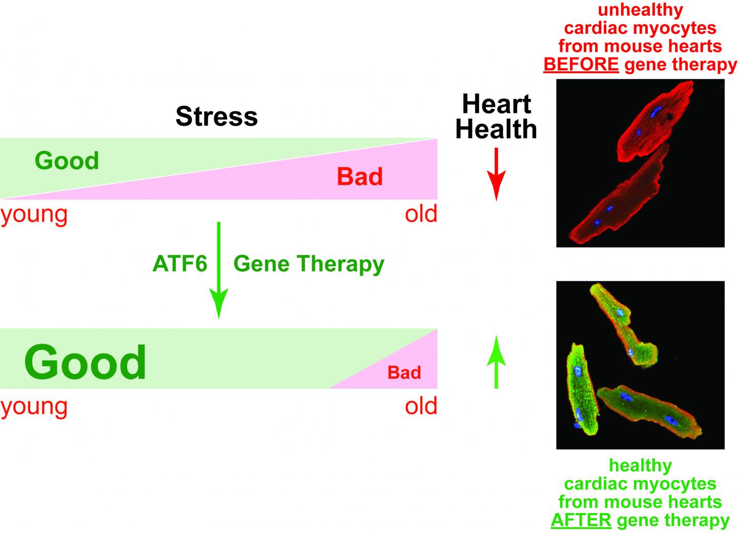 Effect of ATF6 Gene Therapy on Mouse Myocytes