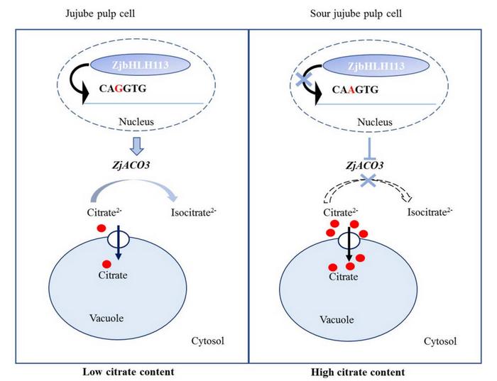 Working model of ZjbHLH113 function in citrate accumulation in jujube and sour jujube fruit.