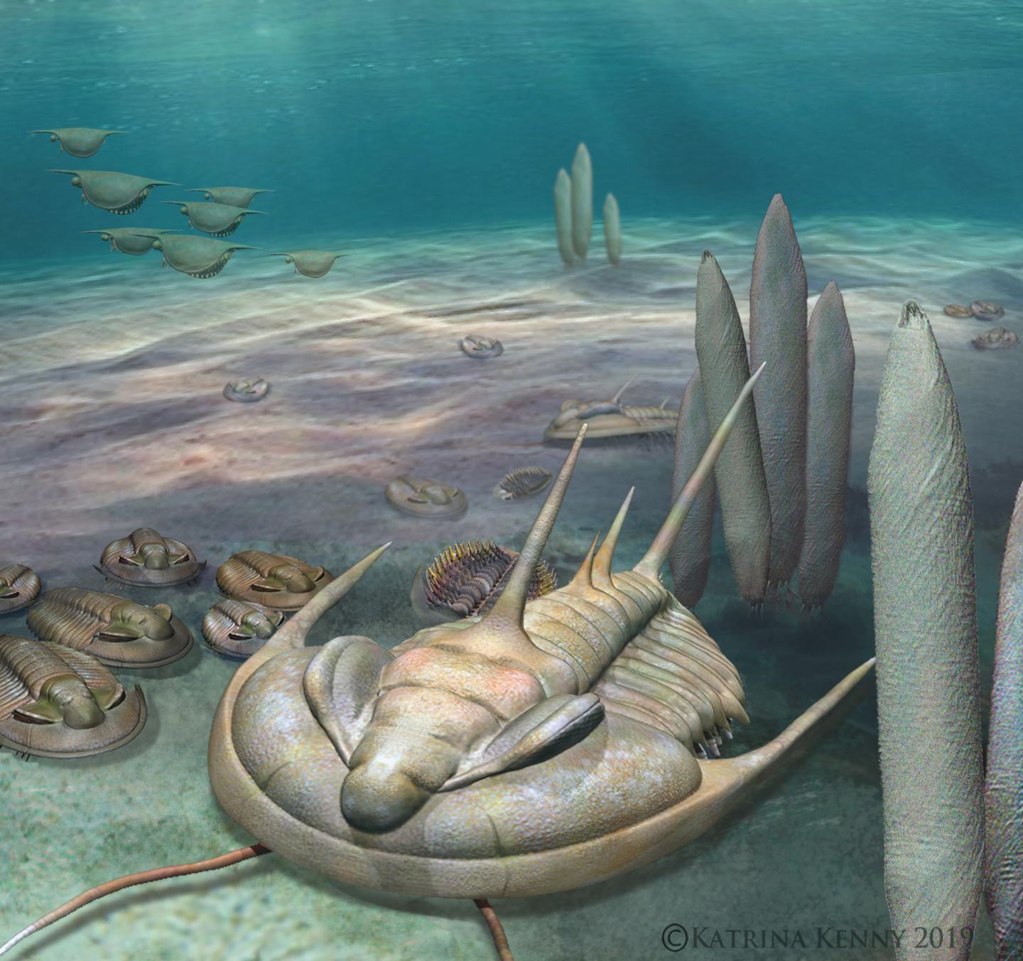 New 'King' of Fossils