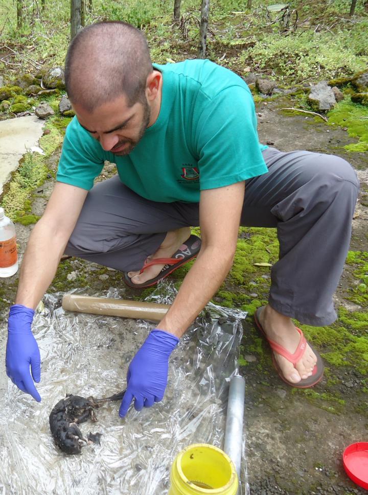 Cleaning <em>Zenkerella insignis</em>