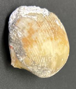 arboniferous brachiopod