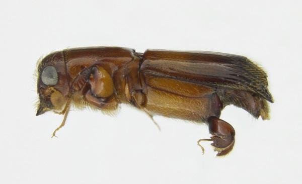 Crossoterasus externedentatus