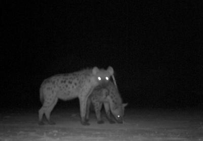 Spotted Hyena