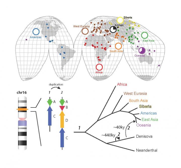 Gene Deletions and Duplications Reveal Our Genetic Storyline