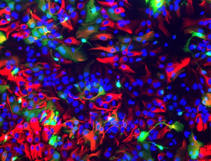 From Neurostem Cells to Astroc [IMAGE] | EurekAlert! Science News Releases