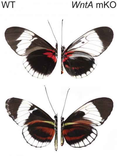 H. sapho H. cydno chioneus Co-Mimics