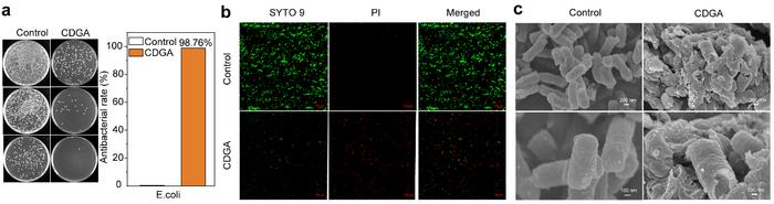 Fig. 2. In Vitro Antibacterial Activities of CDGA.