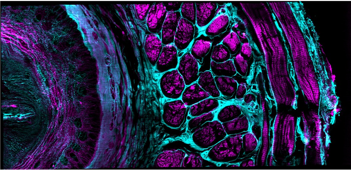 Multiview Confocal Super-Resolution Microscopy: mouse esophageal tissue