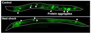 Heat Shock Reduces Protein Aggregation