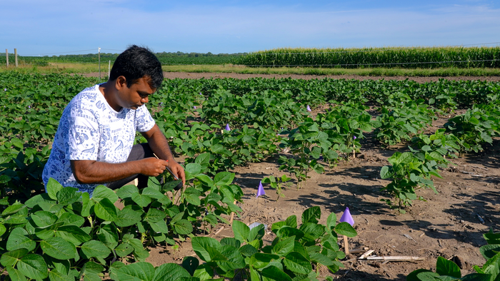 Collecting Leaf Disk Samples in Field-Grown Soybeans