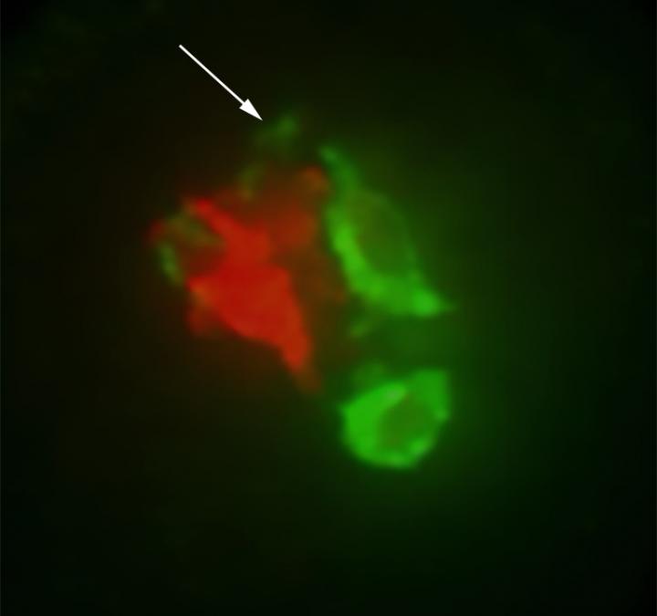 Inside a Pollen Grain