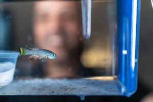 Adult male killifish