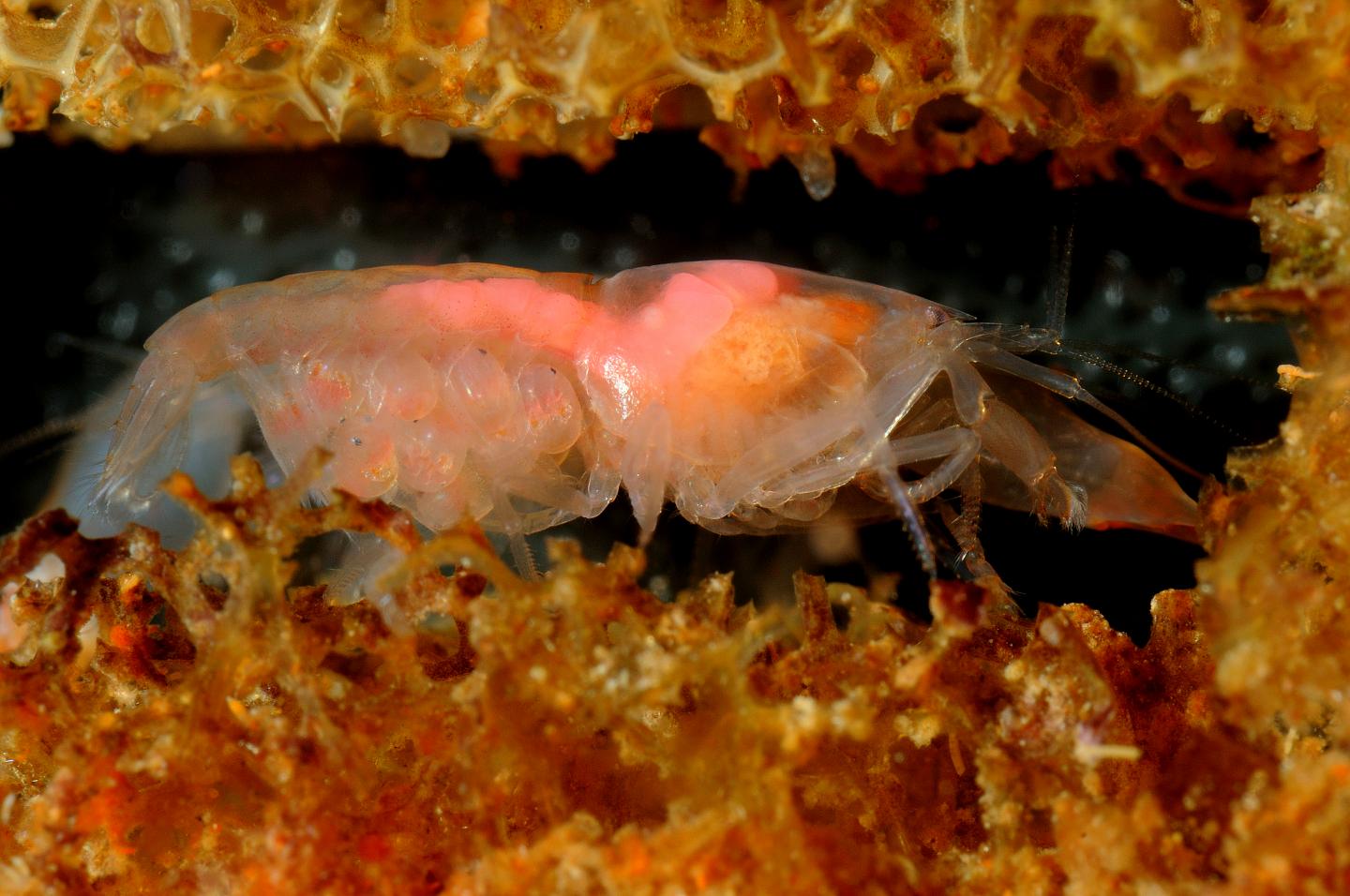 Snapping shrimp, Synalpheus