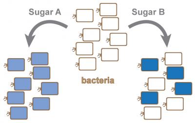 Identical Bacteria Strains Respond Differently to Sugars