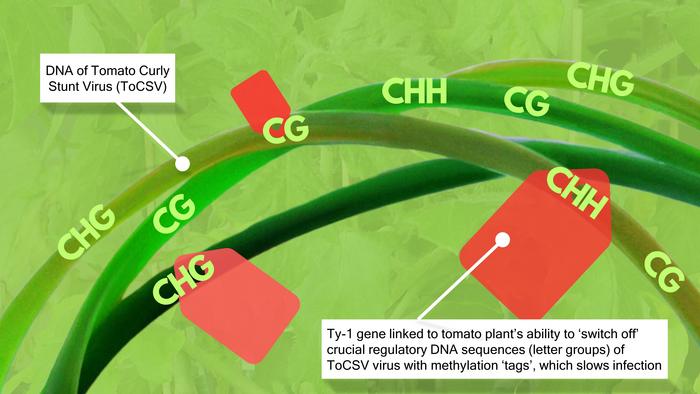 First genetic defence explored for ruinous ToCSV tomato virus