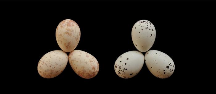 Two drongo clutches parasitised by different African cuckoo females. In each clutch of eggs the cuckoo egg is on the right.