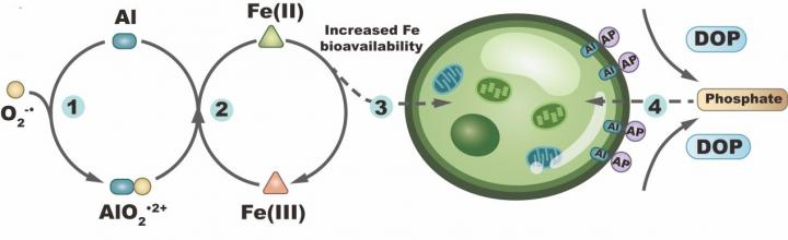 Diagram of how aluminum may facilitate iron uptake and dissolved organic phosphorus utilization by marine phytoplankton