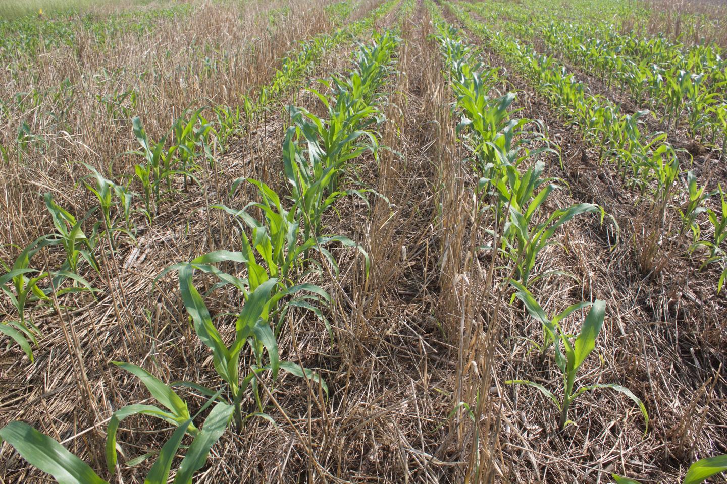Corn Planted in a Wheat Cover