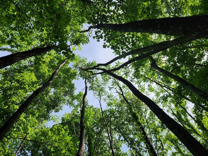 By reducing the food source of the spotted lanternfly, this project could also help reduce the insect’s population as well.